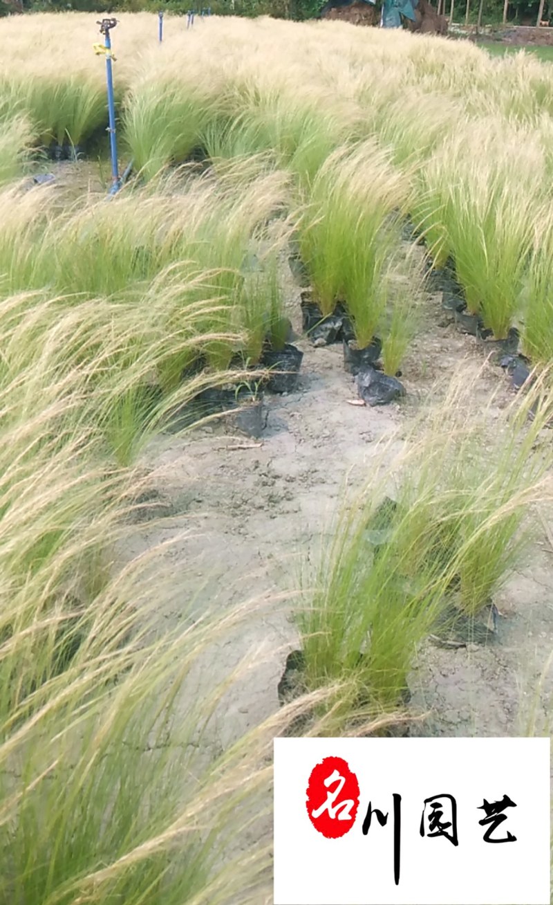 细叶针茅苗圃基地直供长期批发观赏草水生植物价低物美