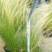 细叶针茅苗圃基地直供长期批发观赏草水生植物价低物美