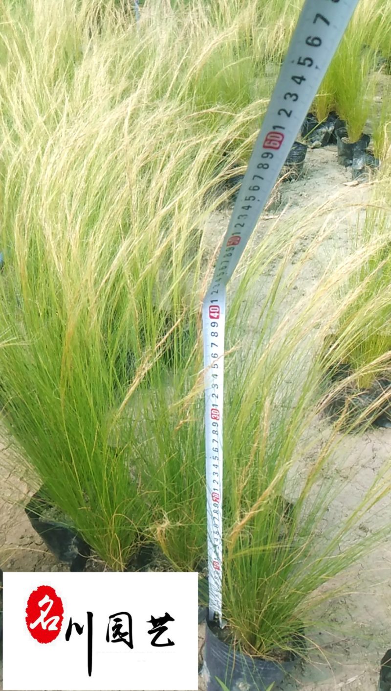 细叶针茅苗圃基地直供长期批发观赏草水生植物价低物美