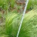 细叶针茅苗圃基地直供长期批发观赏草水生植物价低物美