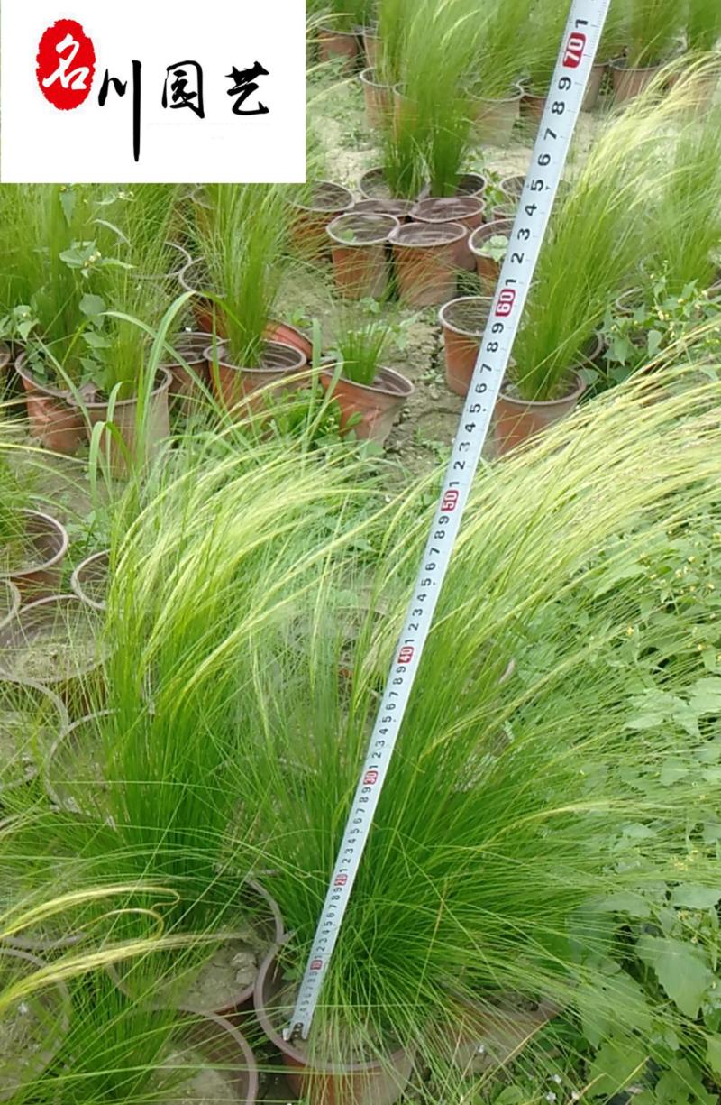 细叶针茅苗圃基地直供长期批发观赏草水生植物价低物美