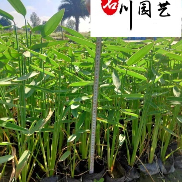 再力花水生植物种植基地自家苗圃诚信经营质优价廉