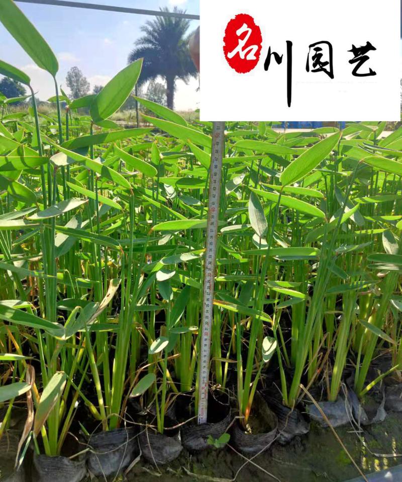 再力花水生植物种植基地自家苗圃诚信经营质优价廉