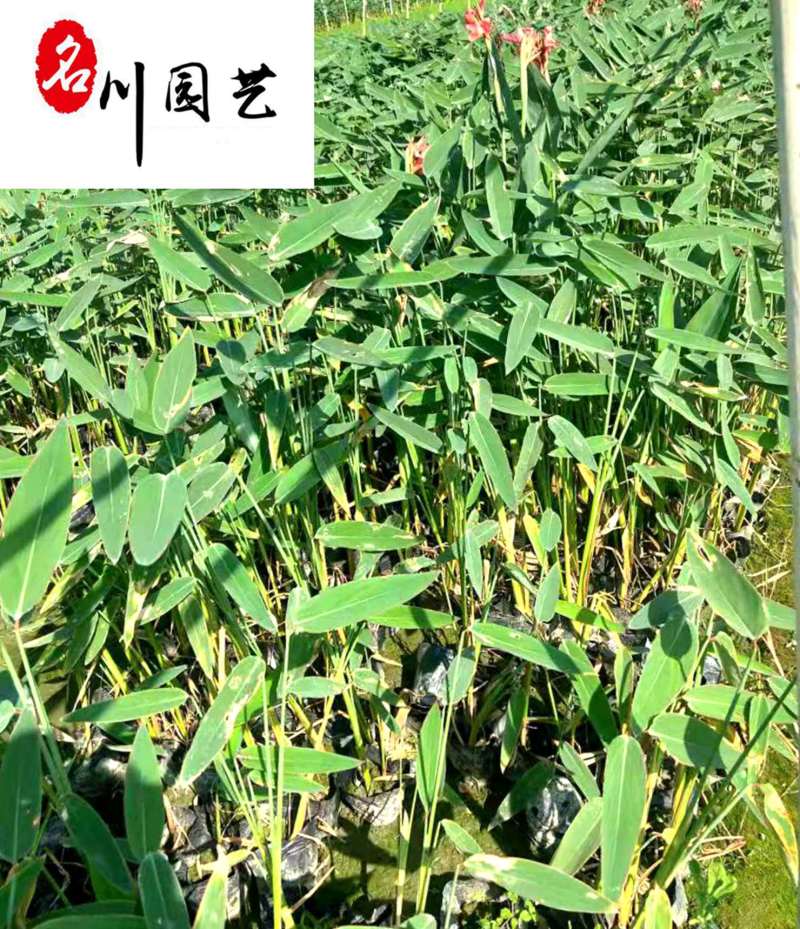 再力花水生植物种植基地自家苗圃诚信经营质优价廉