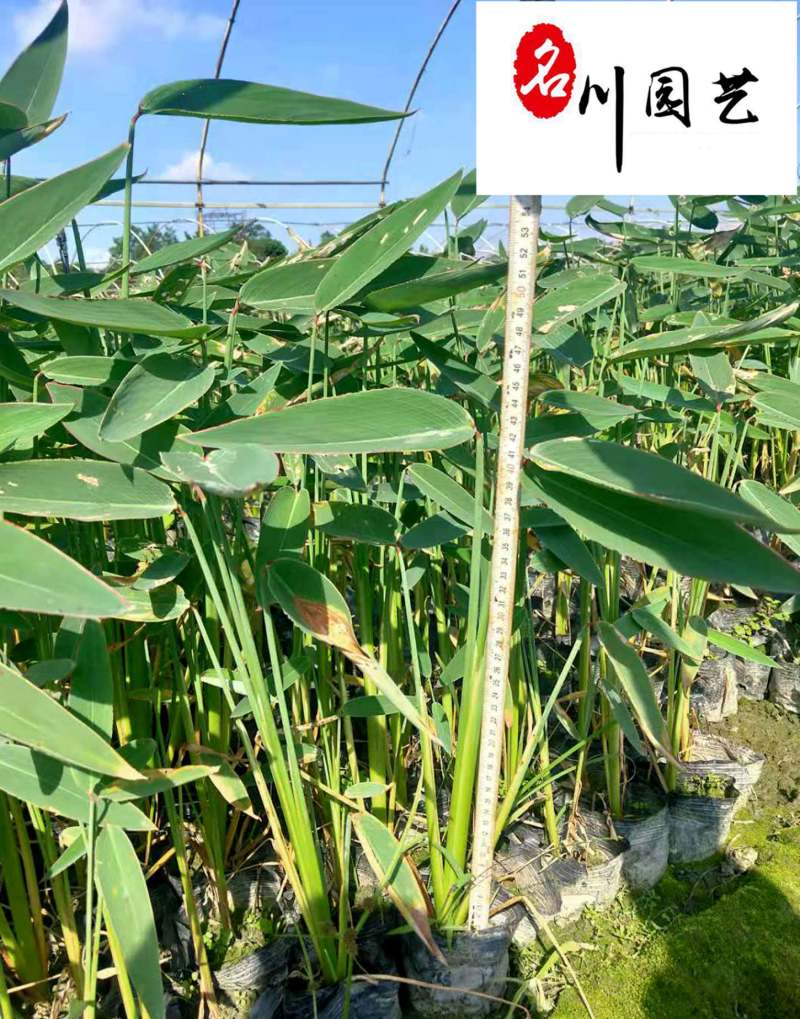 再力花水生植物种植基地自家苗圃诚信经营质优价廉