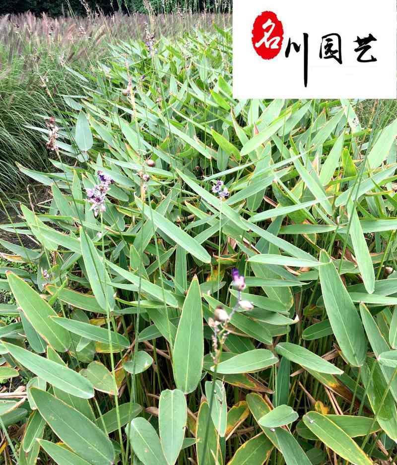 再力花水生植物种植基地自家苗圃诚信经营质优价廉