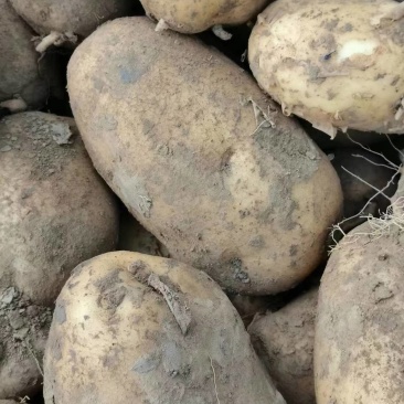 【精品】土豆丽薯6号货源稳定青海发全国支持视频实地看货