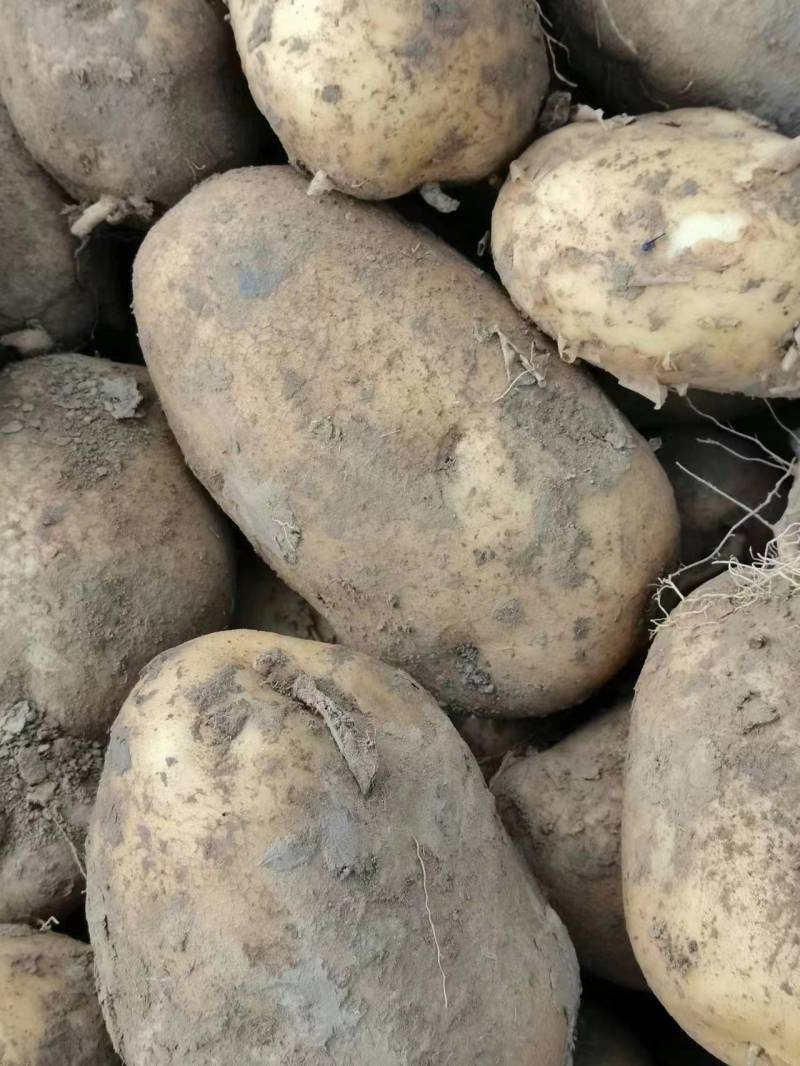 【精品】土豆丽薯6号货源稳定青海发全国支持视频实地看货