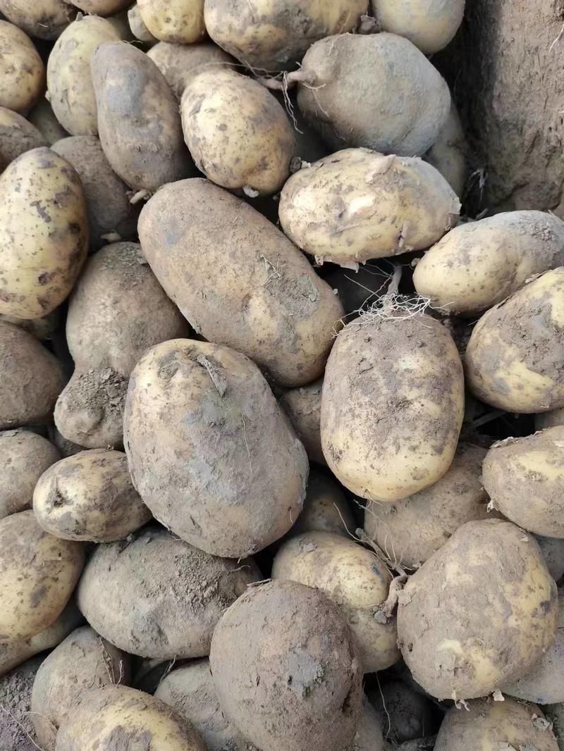 【精品】土豆丽薯6号货源稳定青海发全国支持视频实地看货
