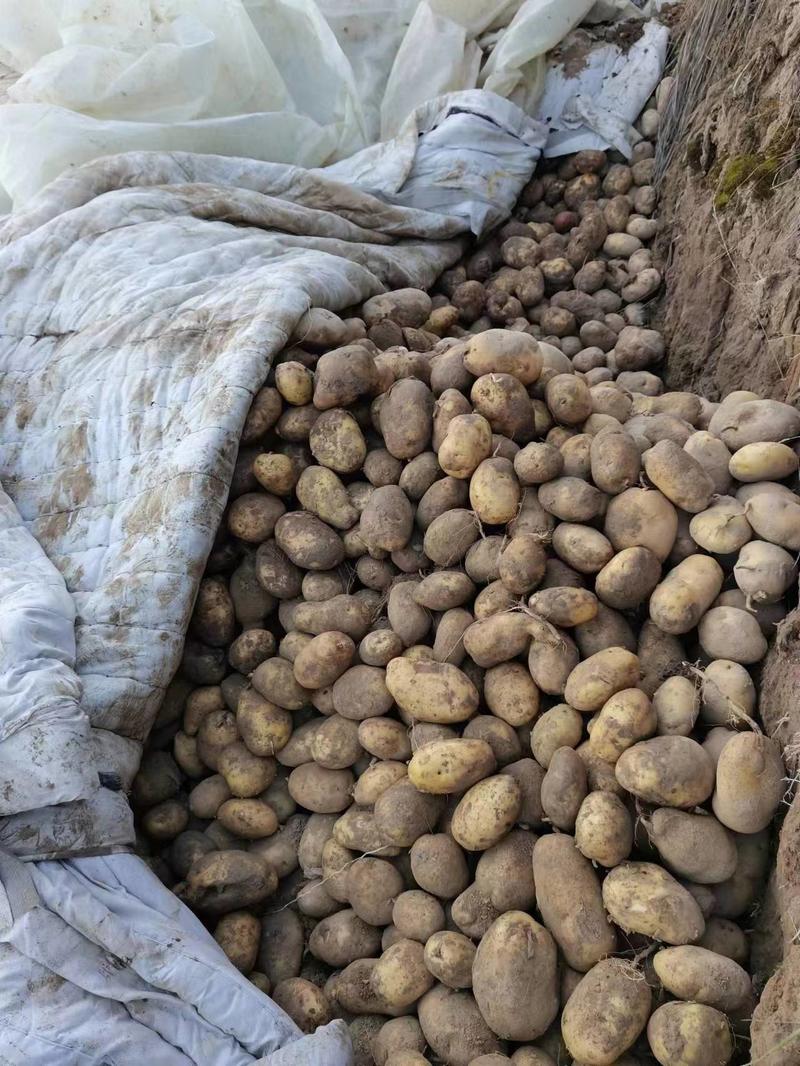【精品】土豆丽薯6号货源稳定青海发全国支持视频实地看货