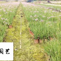 紫娇花洋韭菜花卉苗木批发园林绿化苗木基地量大优惠