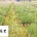 紫娇花洋韭菜花卉苗木批发园林绿化苗木基地量大优惠