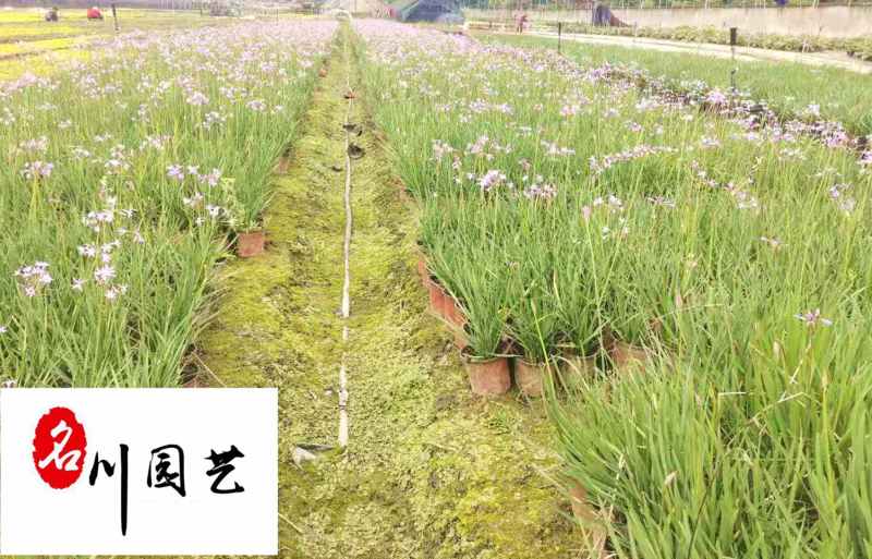 紫娇花洋韭菜花卉苗木批发园林绿化苗木基地量大优惠