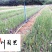紫娇花洋韭菜花卉苗木批发园林绿化苗木基地量大优惠
