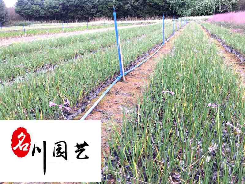 紫娇花洋韭菜花卉苗木批发园林绿化苗木基地量大优惠