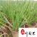 紫娇花洋韭菜花卉苗木批发园林绿化苗木基地量大优惠