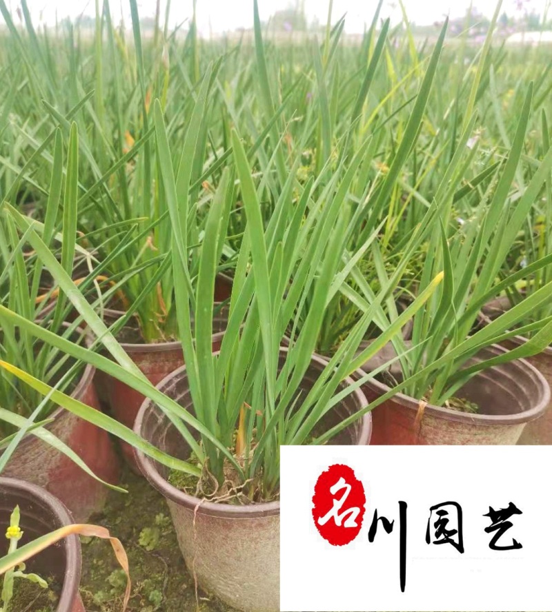 紫娇花洋韭菜花卉苗木批发园林绿化苗木基地量大优惠