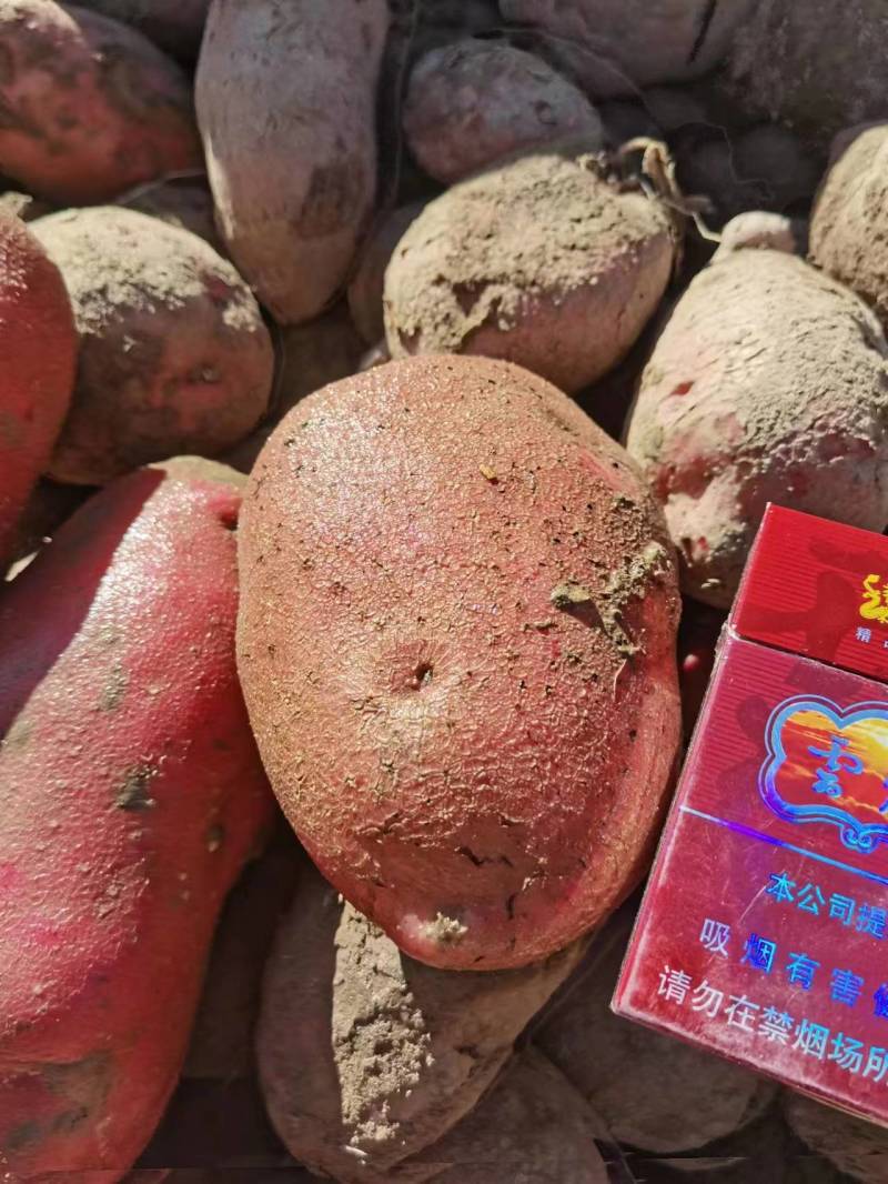 【精品】土豆青薯9号货源充足青海发货视频看货有需可详谈