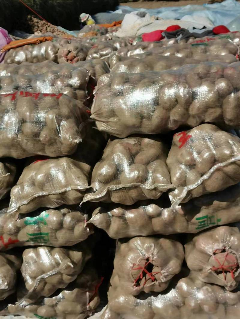 特大土豆青薯9号青海发全国有需致电货源稳定视频实地