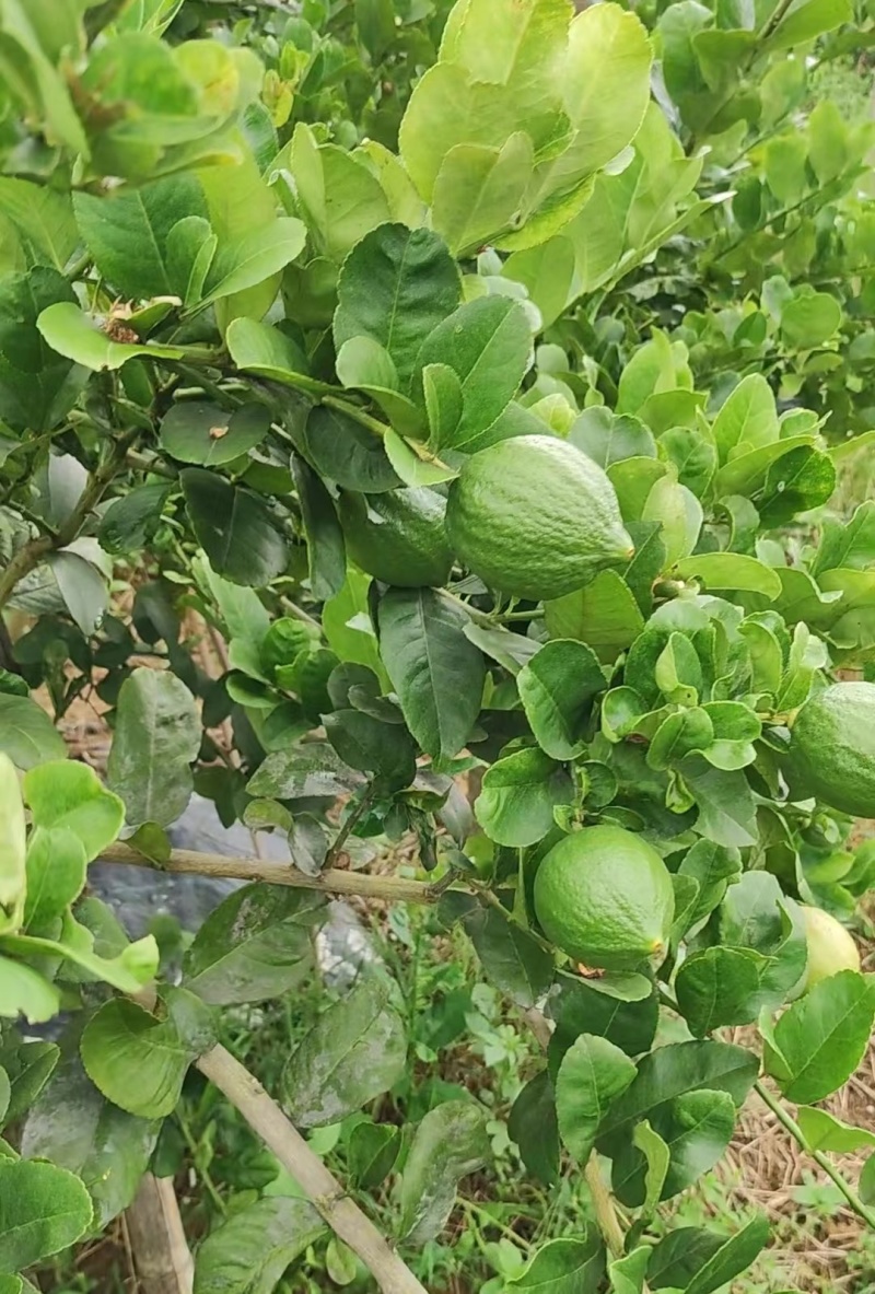 优选广东香水柠檬通货黄果基地直发一手货源量大从优