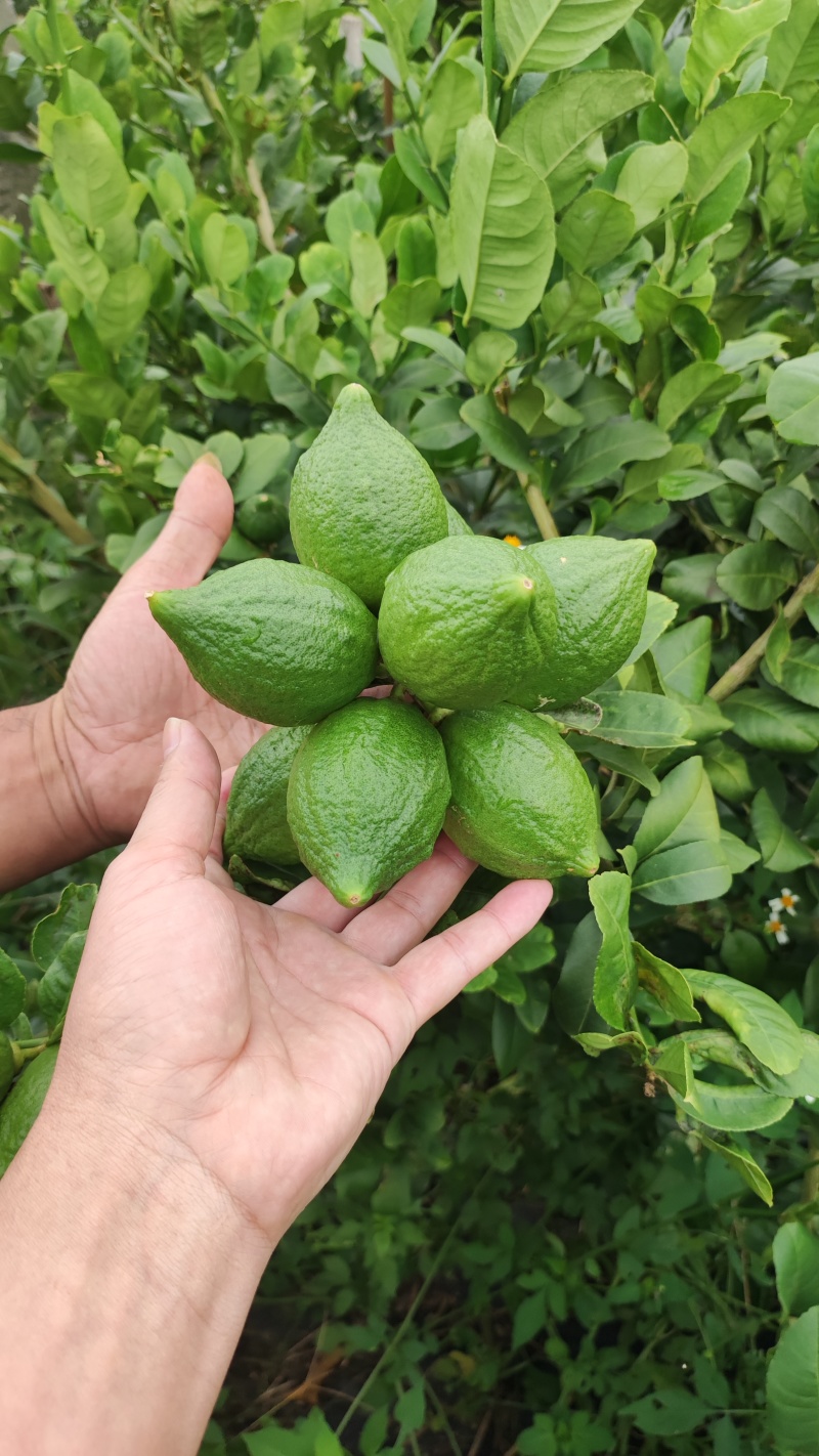 优选广东香水柠檬通货黄果基地直发一手货源量大从优