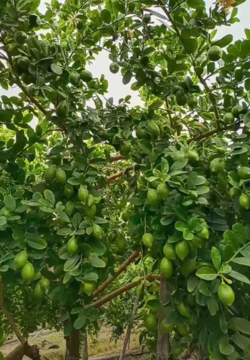 优选广东香水柠檬通货黄果基地直发一手货源量大从优