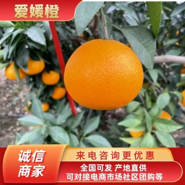 爱媛果冻橙，整车对接全国市场商超电商平台，支持一件代发