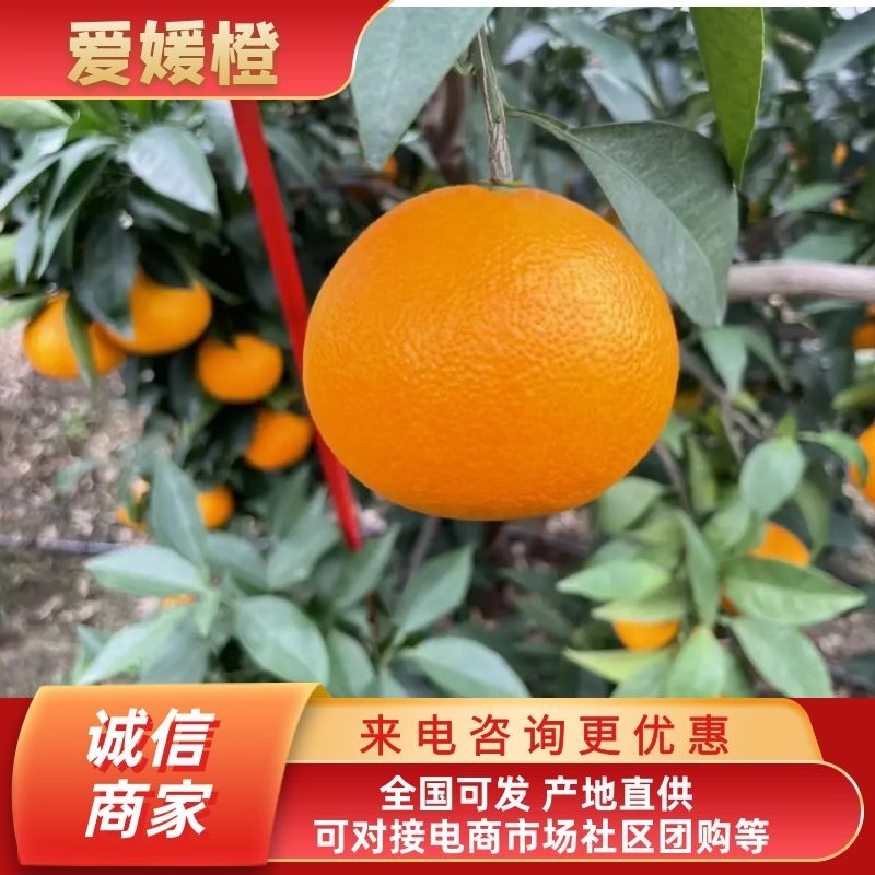 爱媛果冻橙，整车对接全国市场商超电商平台，支持一件代发