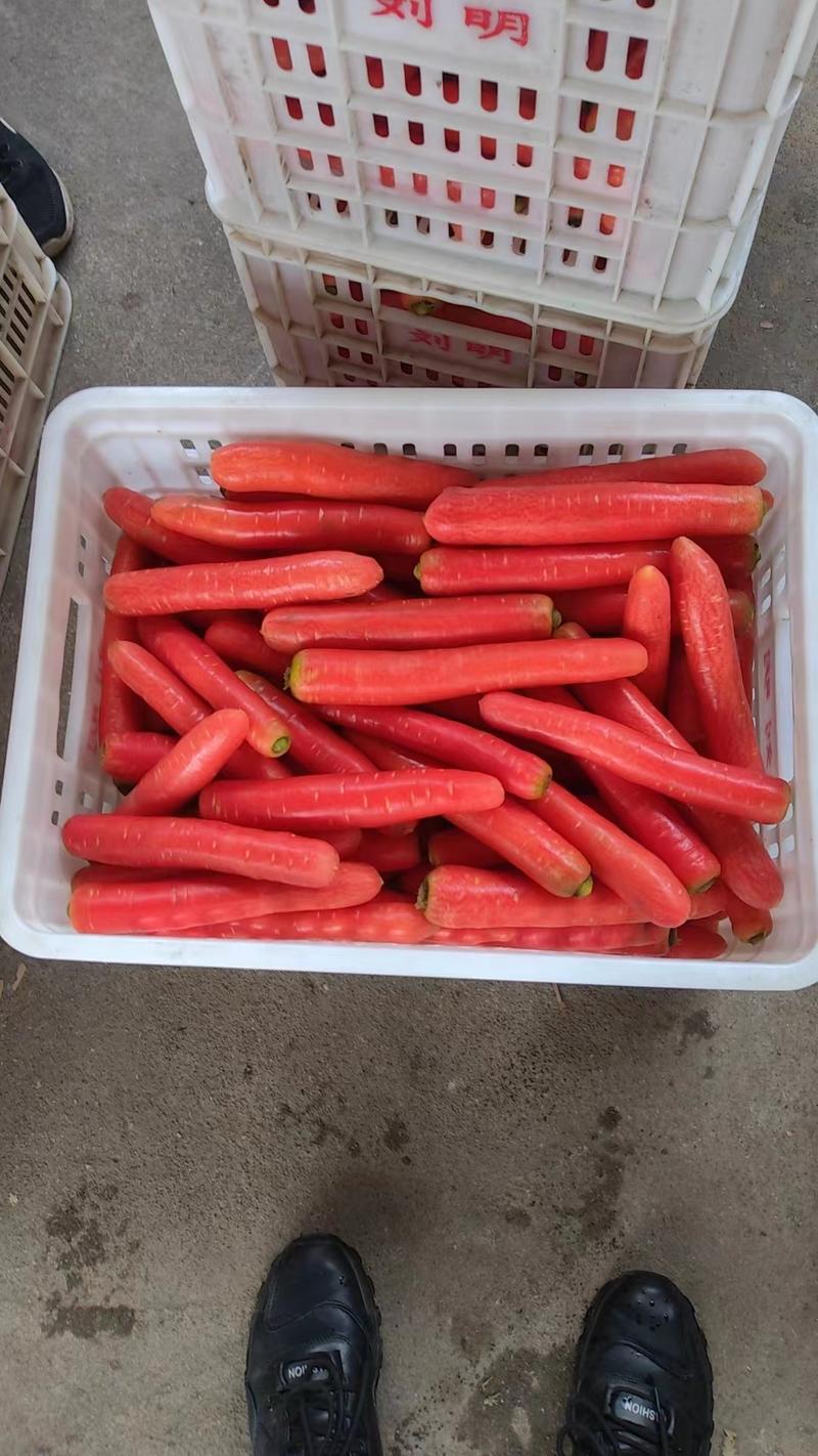 今年新鲜统货毛货称杆红胡萝卜，绵阳涪城区龙门接货