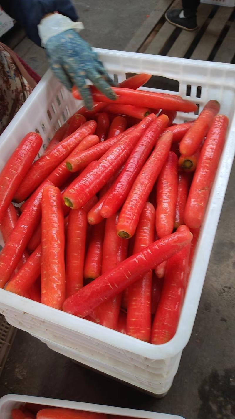 今年新鲜统货毛货称杆红胡萝卜，绵阳涪城区龙门接货