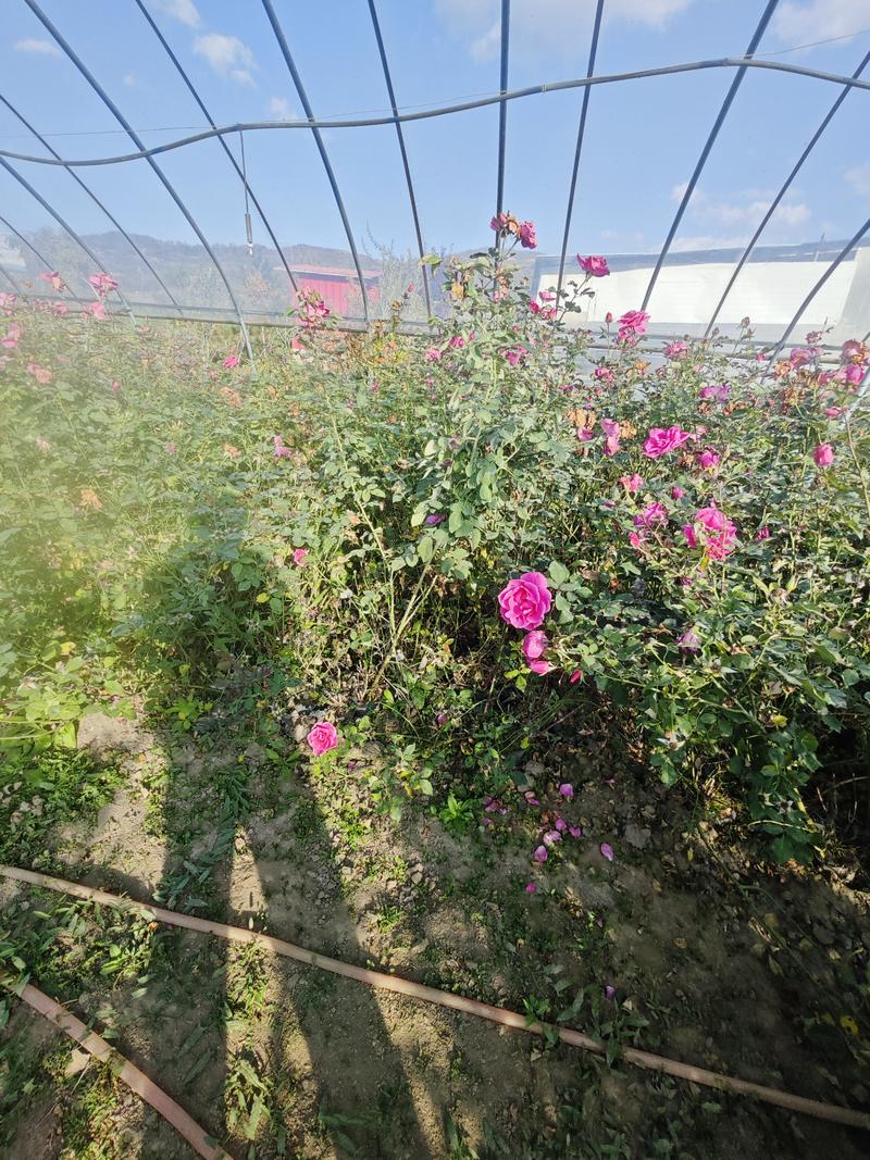四季玫瑰，好养殖，观赏性高，种植基地发货量大从优电话议价