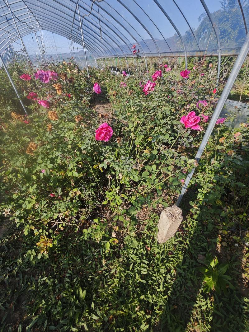 四季玫瑰，好养殖，观赏性高，种植基地发货量大从优电话议价
