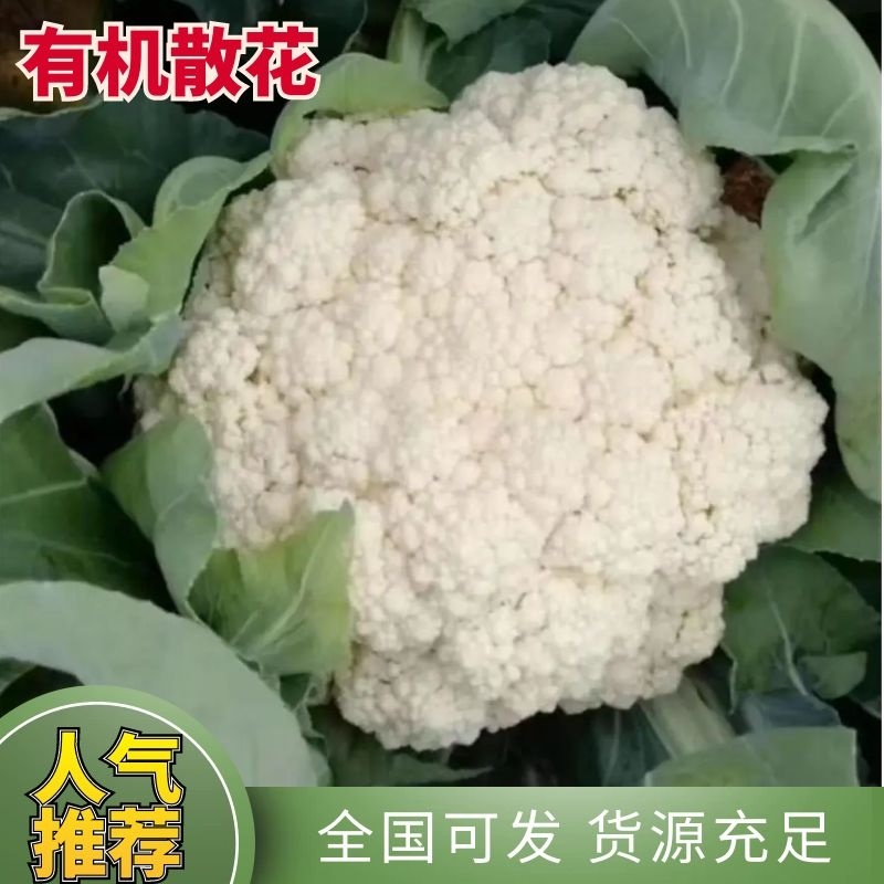 【推荐】江苏精品有机花菜产地大量上市直发价优保质