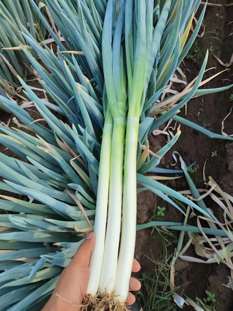 基地直发山东铁杆大葱个头大品质好欢迎老板咨询采购