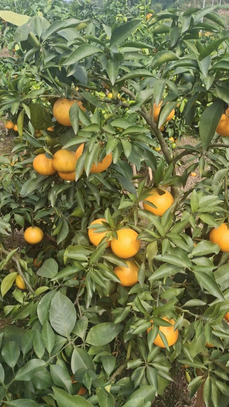 四川眉山爱媛橙大量上市产地一手货源对接全国电商市场