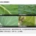 1%联苯菊酯噻虫胺联苯噻虫胺蝼蛄蛴螬金针虫地老虎根蛆葱蛆