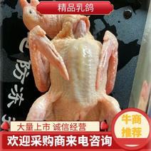 广东现杀乳鸽大量有货支持一件代发，对接商超超市电商平台