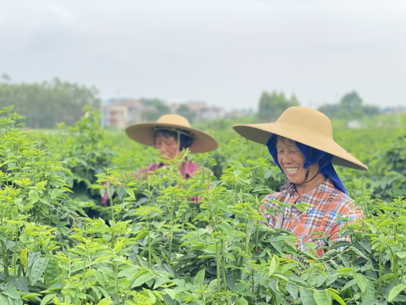 树仔菜广西基地直供新鲜现货品质好价格优电联采购