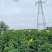 树仔菜广西基地货源充足现货速发多规格可选电联优惠