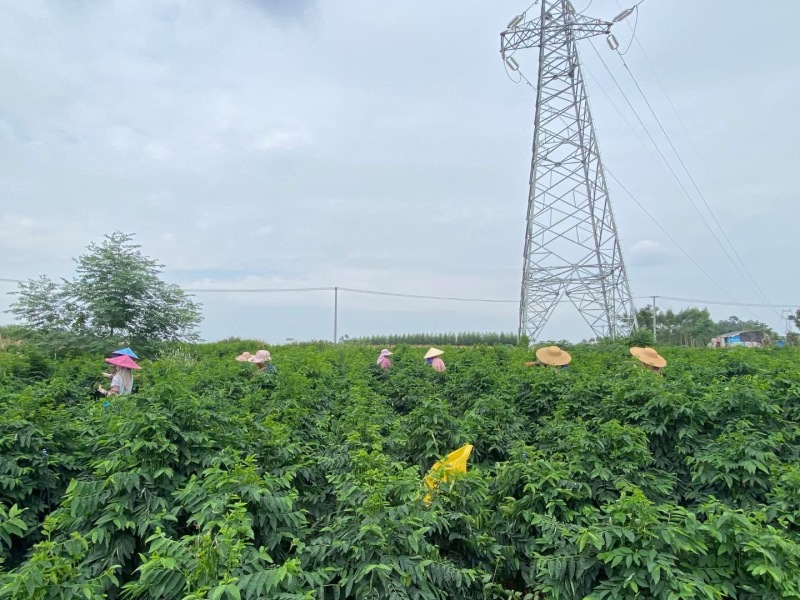 树仔菜广西基地货源充足现货速发多规格可选电联优惠