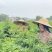 树仔菜广西基地货源充足现货速发多规格可选电联优惠