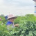 树仔菜广西基地货源充足现货速发多规格可选电联优惠