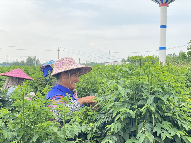 树仔菜广西基地货源充足现货速发多规格可选电联优惠