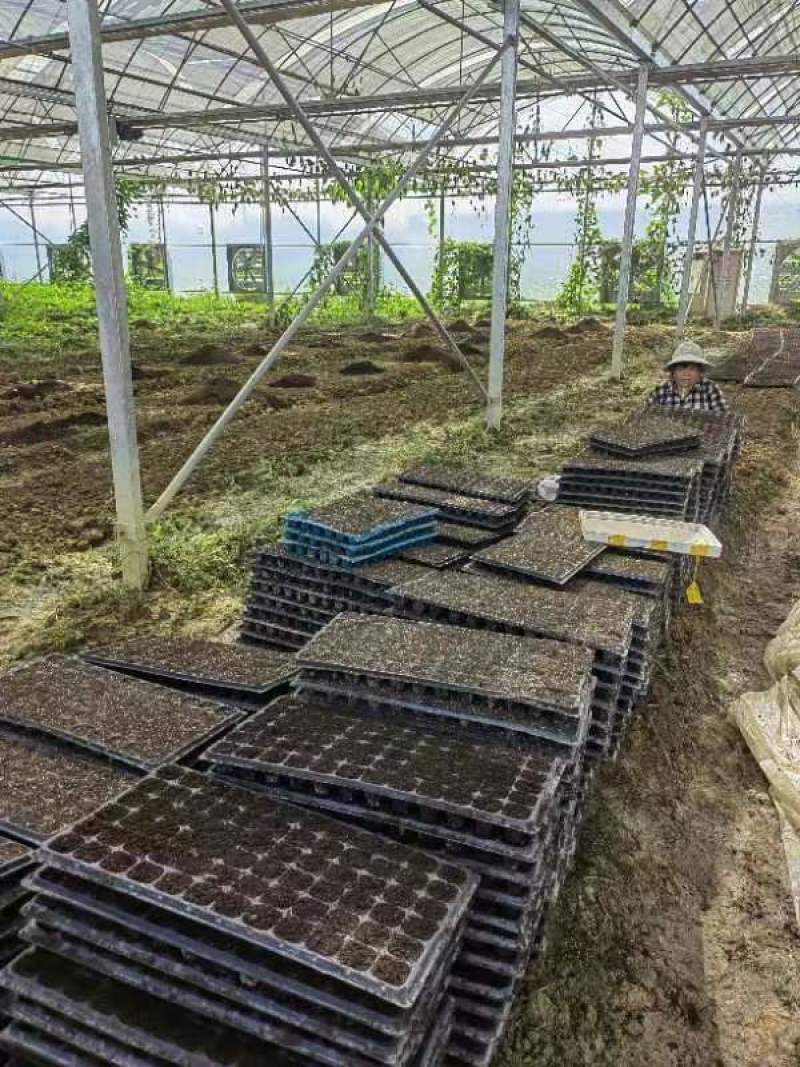 树仔菜广西基地货源充足现货速发多规格可选电联优惠