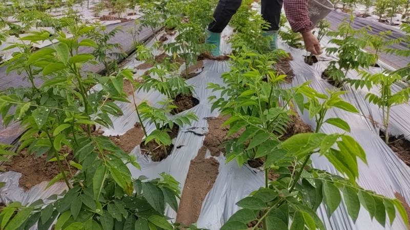 树仔菜广西基地货源充足现货速发多规格可选电联优惠