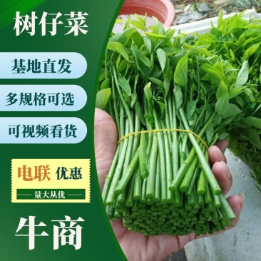 树仔菜广西基地货源充足现货速发多规格可选电联优惠