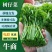树仔菜广西基地货源充足现货速发多规格可选电联优惠
