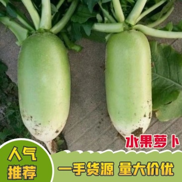 2025年刚刚上市新鲜青头萝卜脆爽多汁