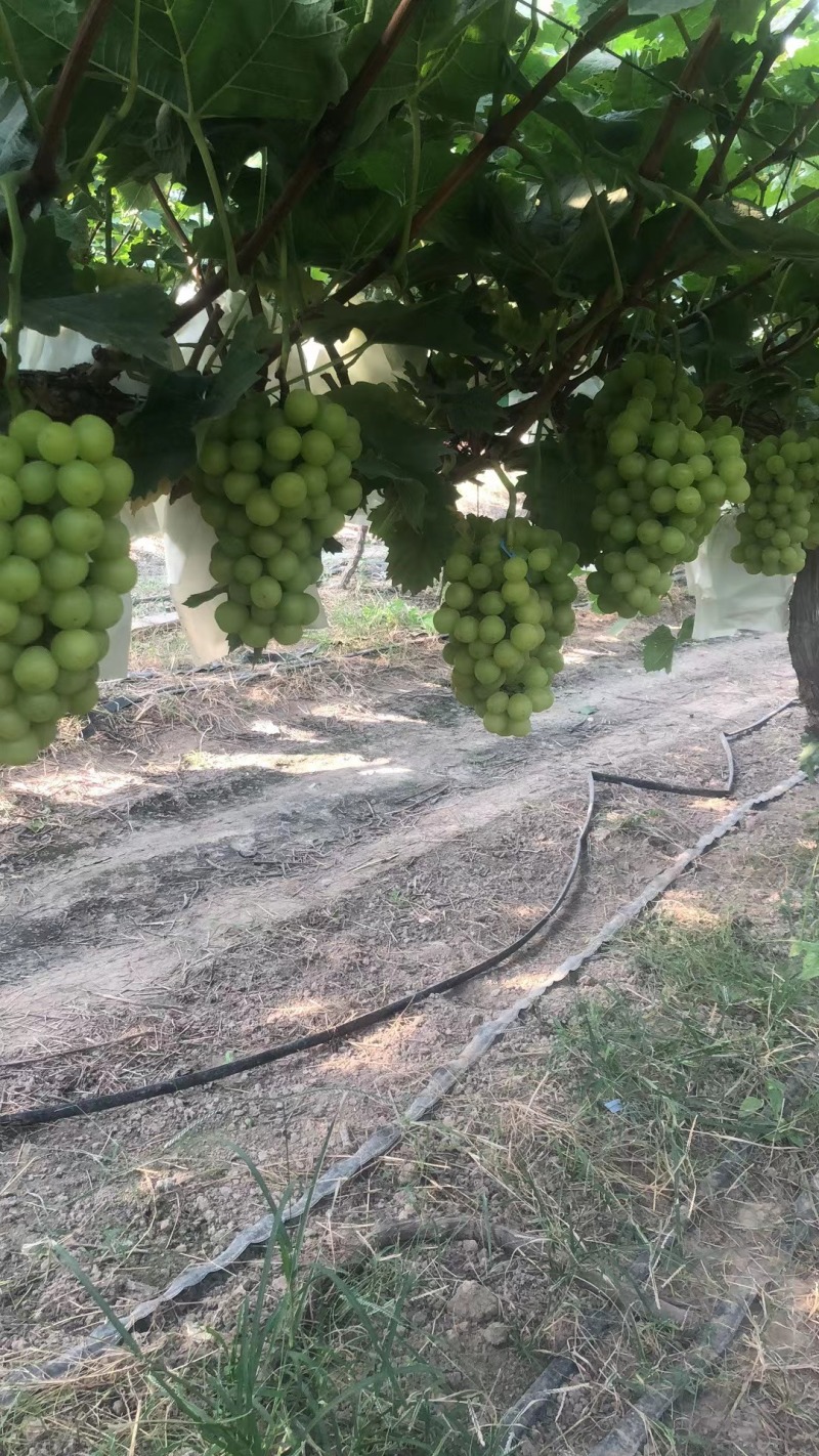 葡萄夏邑精品阳光玫瑰大量有货糖度高串行好欢迎来电咨询