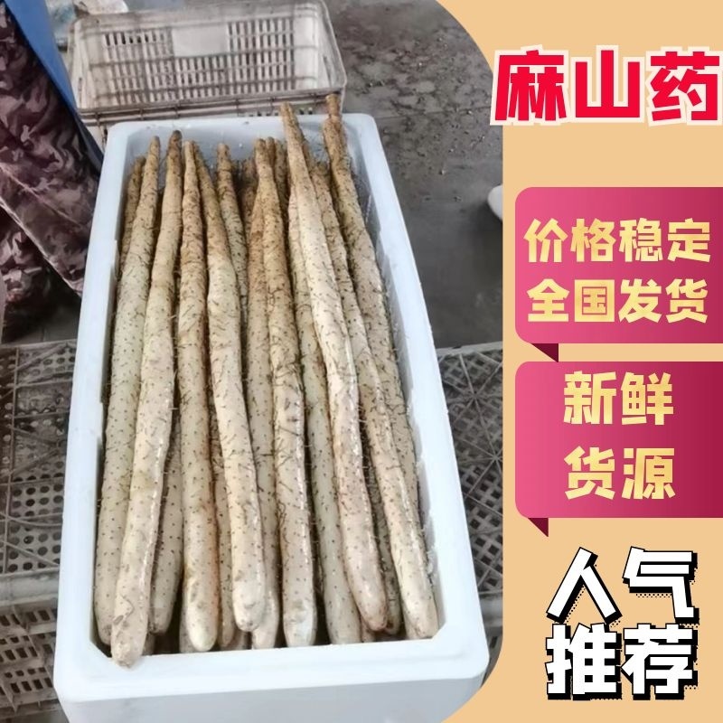 河北保定精品麻山药，品质保证支持视频看货，价格真实